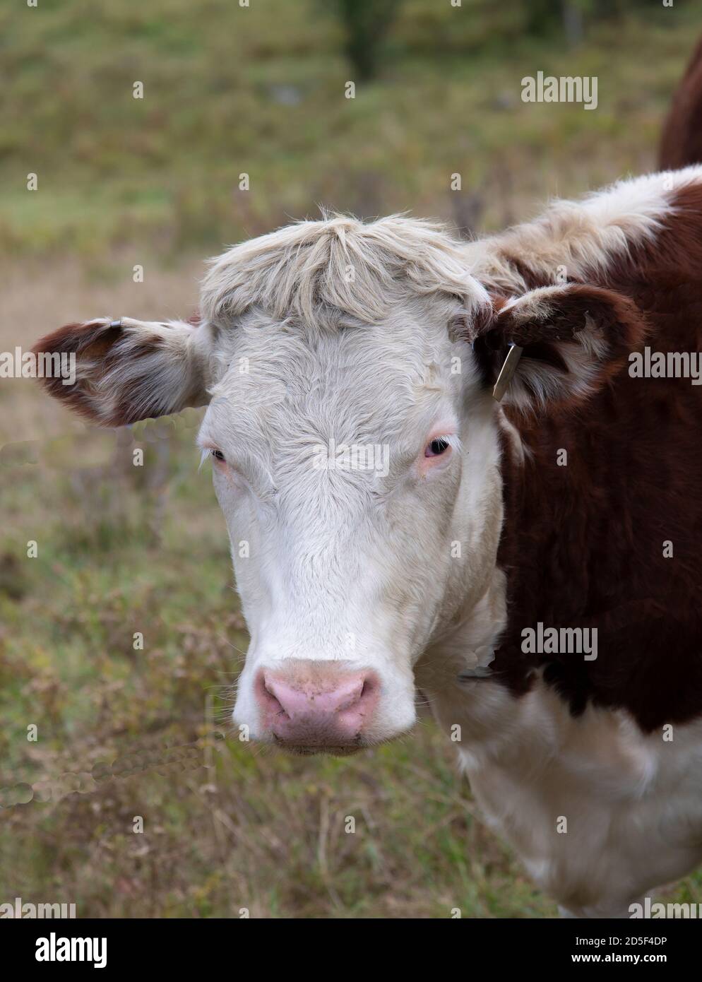 Une vache dans un pâturage dans le Vermont rural, États-Unis Banque D'Images