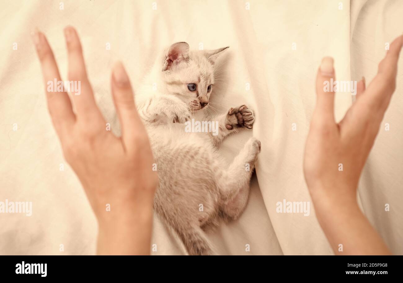 Soins Et Amour Boutique Vet Petit Mignon Chaton Se Detendre Chat De Bebe Mignon Chaton Blanc Tendre Et Charmant Chaton Blanc Jouant Avec Les Mains Des Femmes Concept Pet Partagez Votre Amour