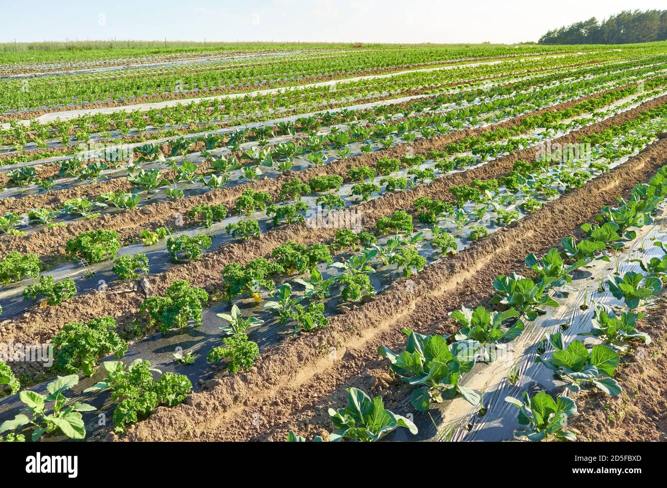 Champ potager bio avec des patchs recouverts de paillis en plastique au coucher du soleil. Banque D'Images