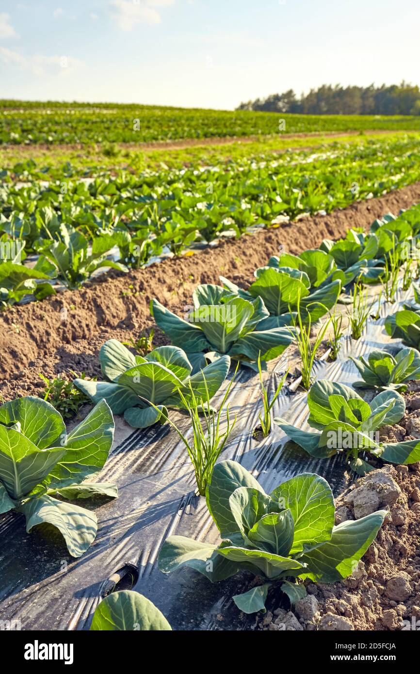 Champ de ferme biologique avec des parcelles couvertes de paillis en plastique au coucher du soleil, foyer sélectif. Banque D'Images