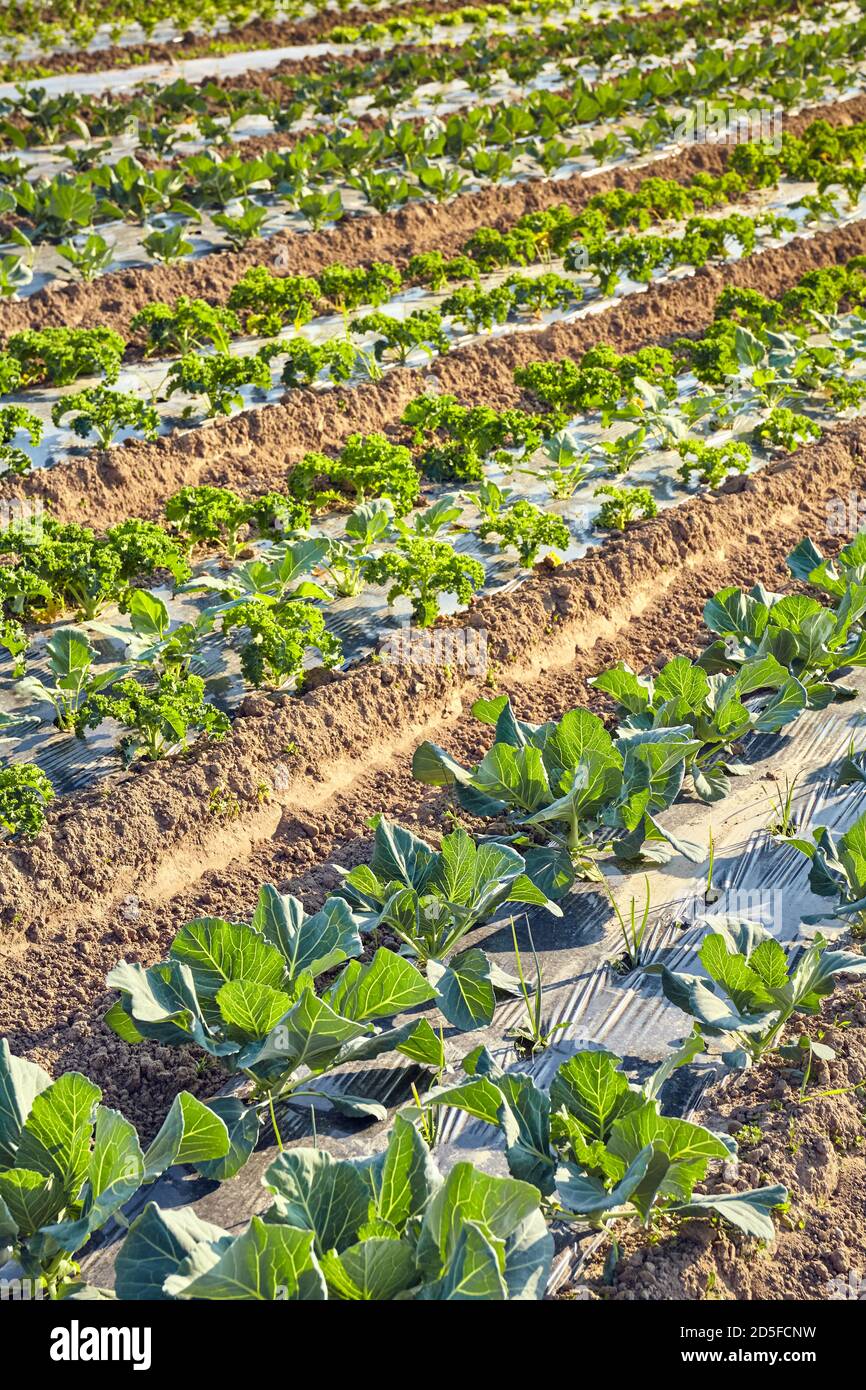 Champ de ferme biologique avec des parcelles couvertes de paillis en plastique au coucher du soleil, foyer sélectif. Banque D'Images