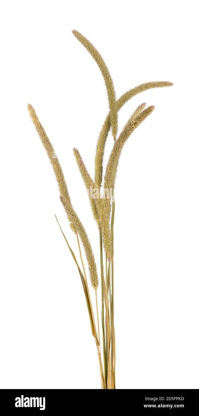 Fleurs de spikelet sauvages séchées, isolées sur fond blanc. Fleurs de spikelet plantes sauvages de prairie. Banque D'Images