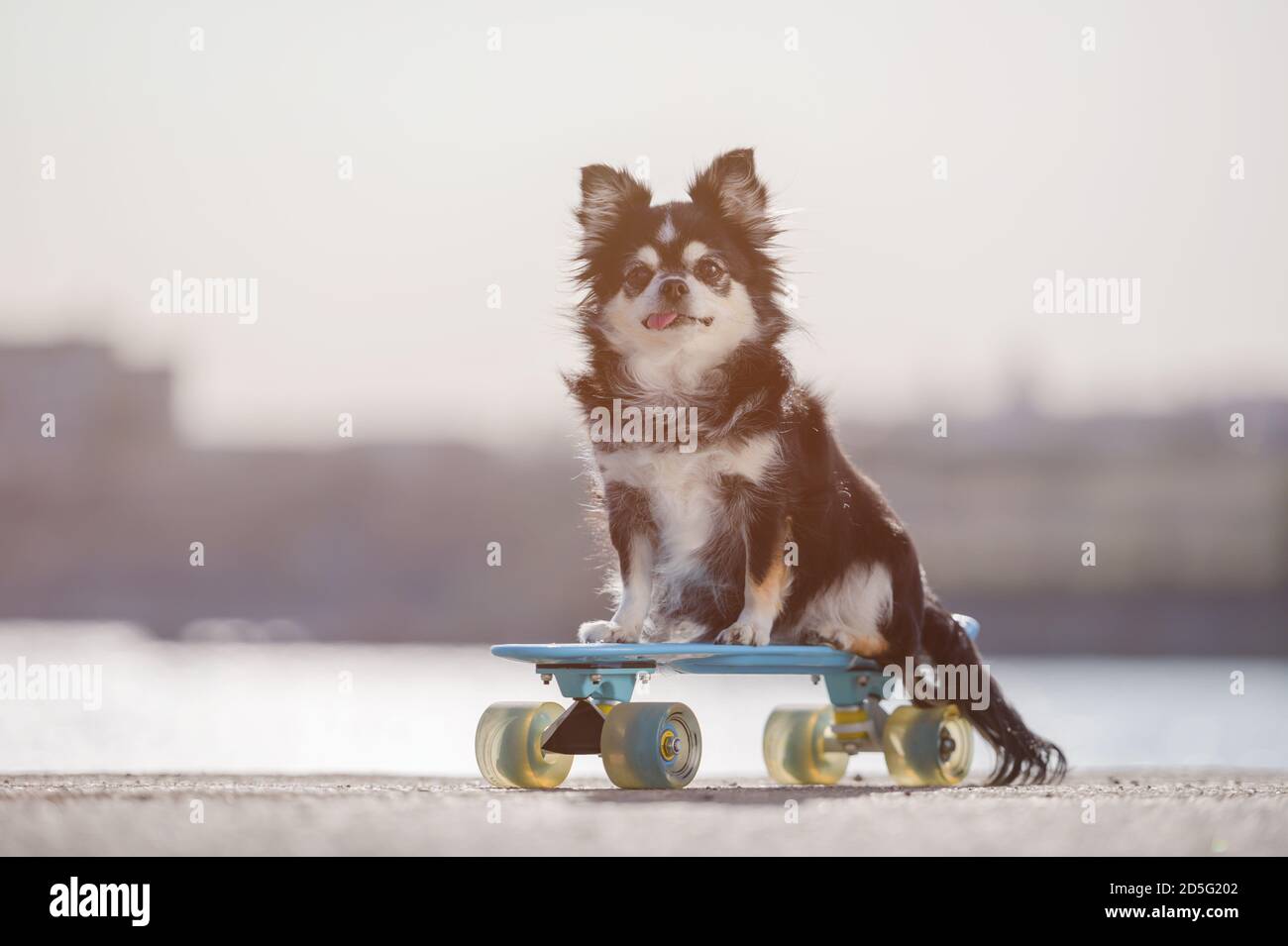concept de formation d'obéissance de petit chien animal chihuahua assis sur planche à roulettes bleue sur la rive de la mer dans l'équitation au coucher du soleil Banque D'Images