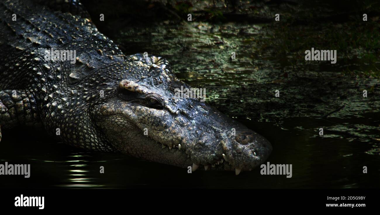 tête d'alligator dangereuse sur marécage sombre. crocodile et alligator est un animal reptile qui danger le plus prédateur de l'eau avec le chemin de coupure et la bannière siz Banque D'Images