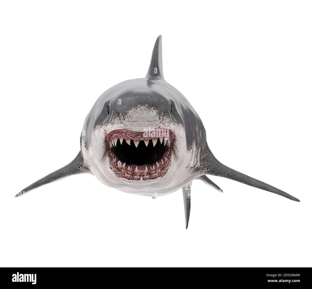 Grand requin blanc isolé Banque D'Images