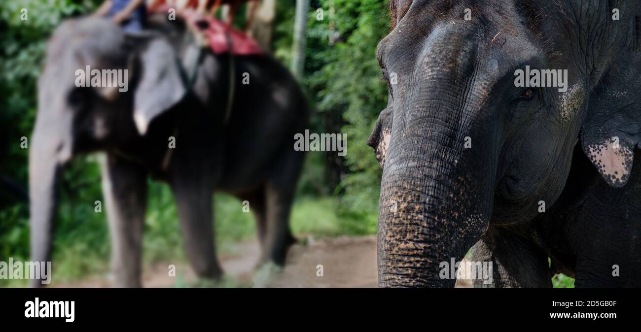 Le visage d'éléphant ont des relations avec l'homme dans la forêt de voyage de Thaïlande Banque D'Images