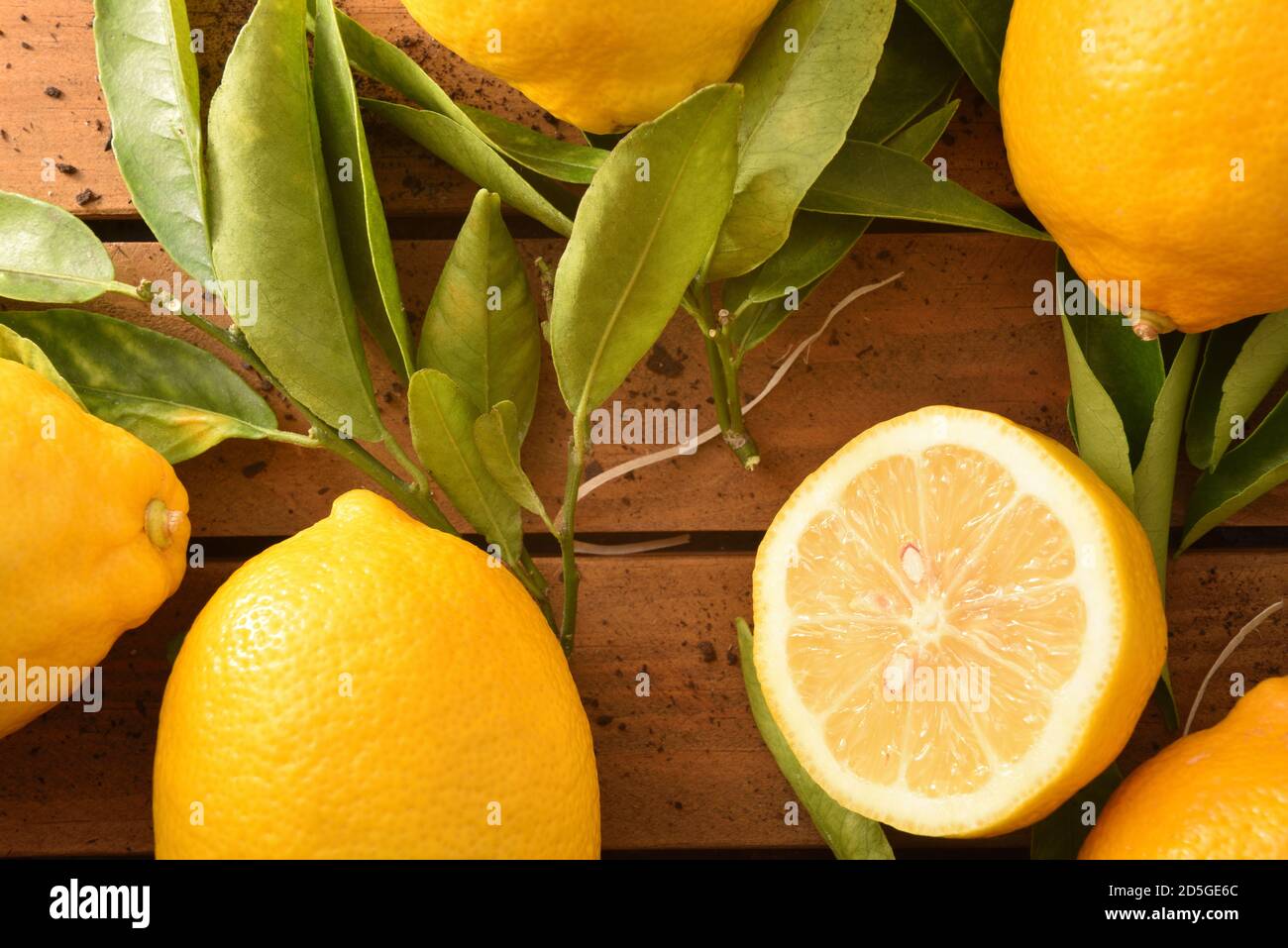 Fond de citrons d'agriculture biologique fraîchement cueillis avec des branches pleines de feuilles sur une base en bois avec du sol. Vue de dessus. Composition horizontale. Banque D'Images