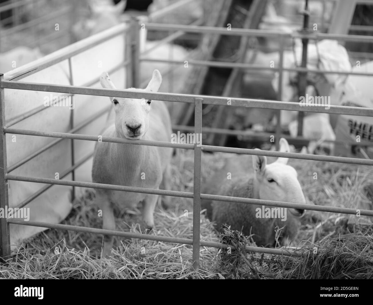 Royal Cornwall Show Wadebridge Cornwall jugeant brebis chiens bétail Banque D'Images