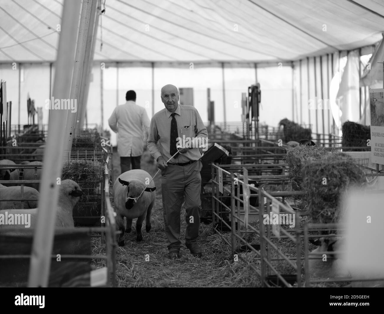 Royal Cornwall Show Wadebridge Cornwall jugeant brebis chiens bétail Banque D'Images