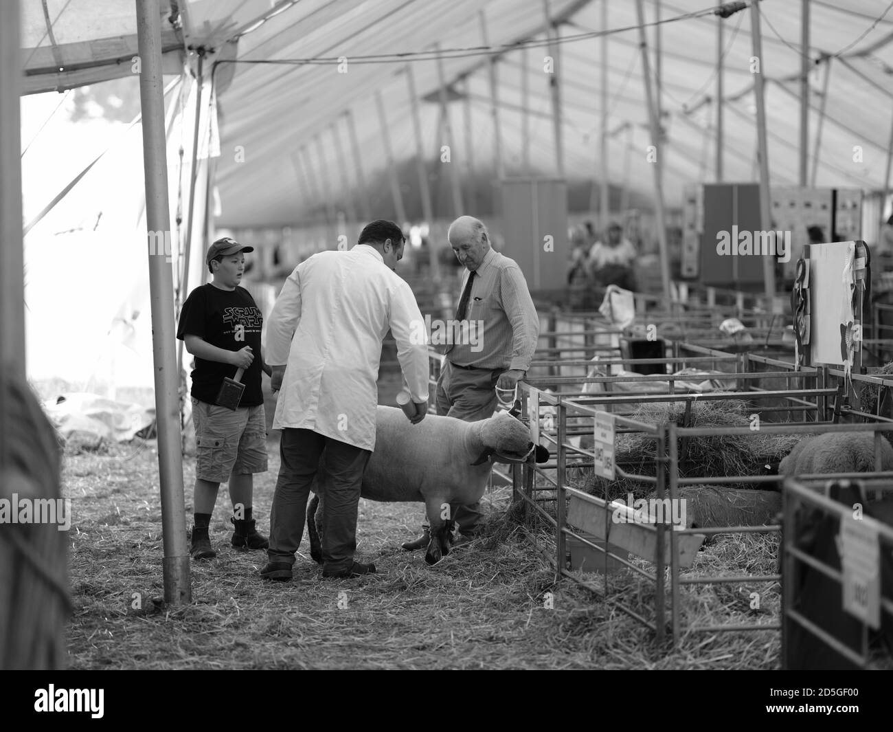 Royal Cornwall Show Wadebridge Cornwall jugeant brebis chiens bétail Banque D'Images