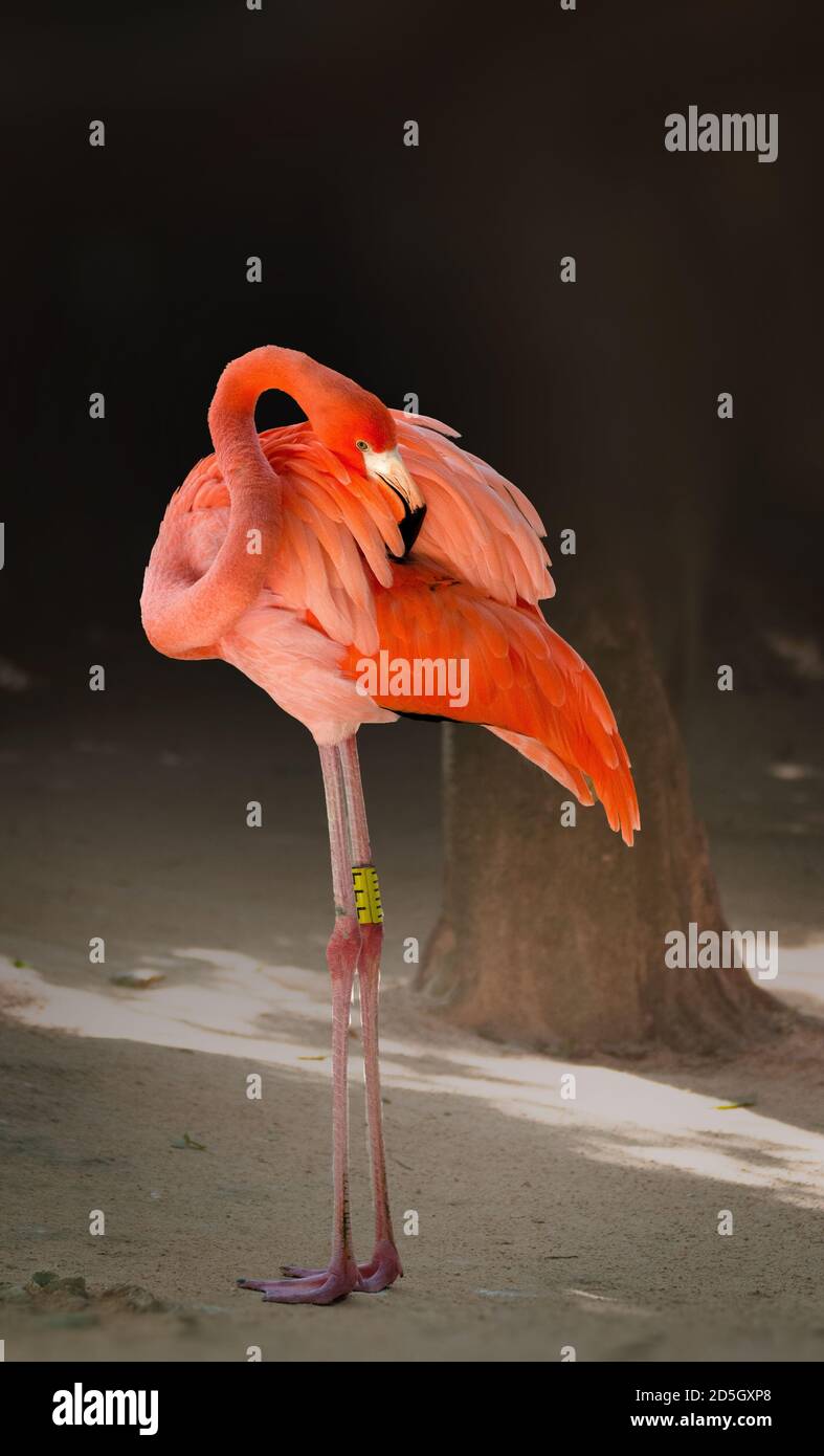 Flamingo est un animal très charmant. Nous pouvons le rencontrer dans les Caraïbes.Flamingos (Phoenicoptéridae) est une famille d'oiseaux d'eau avec un long cou et des jambes Banque D'Images