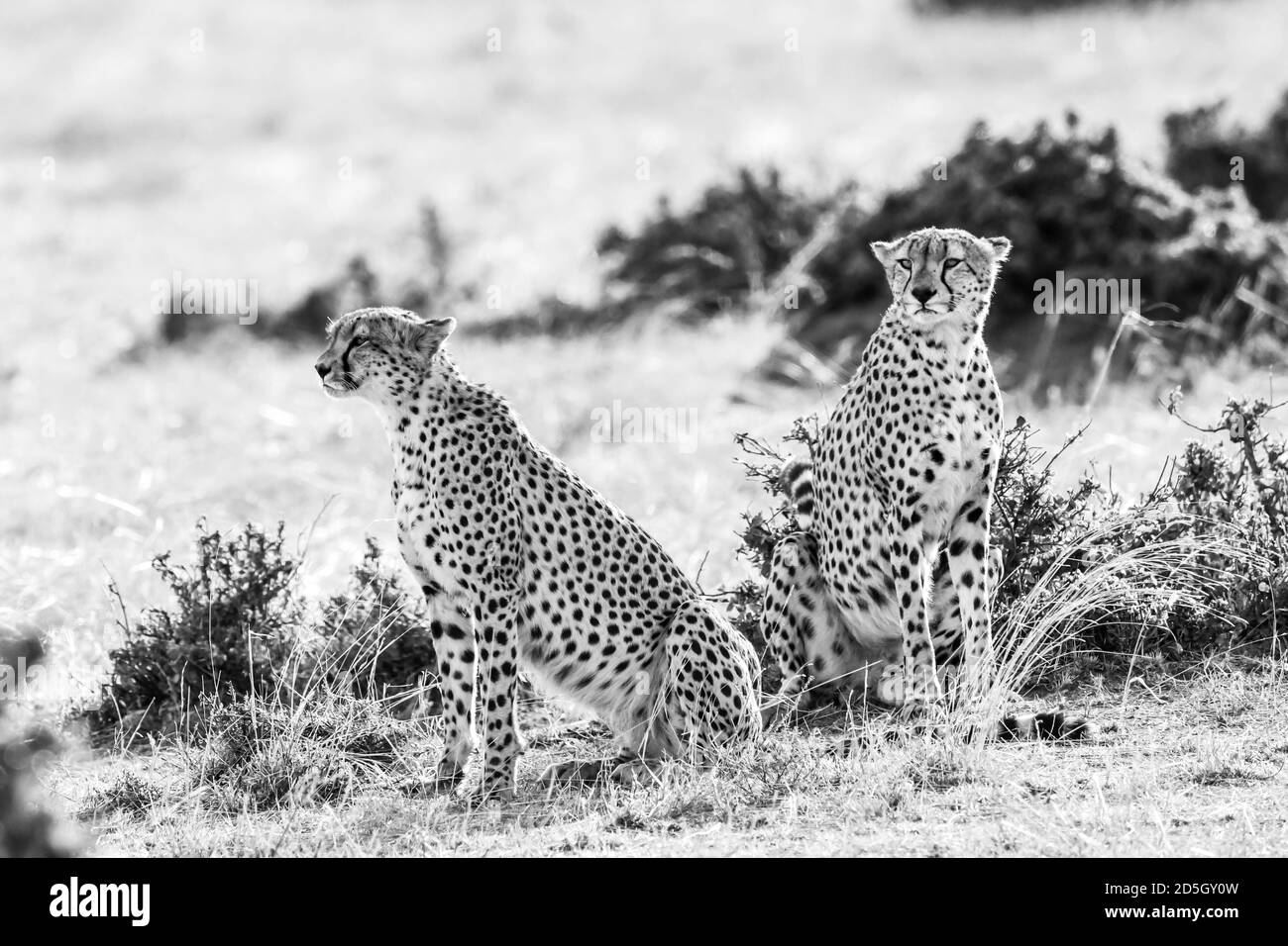 Cheetahs (Acinonyx jubatus) sur la promenade à Masai Mara, Kenya Banque D'Images