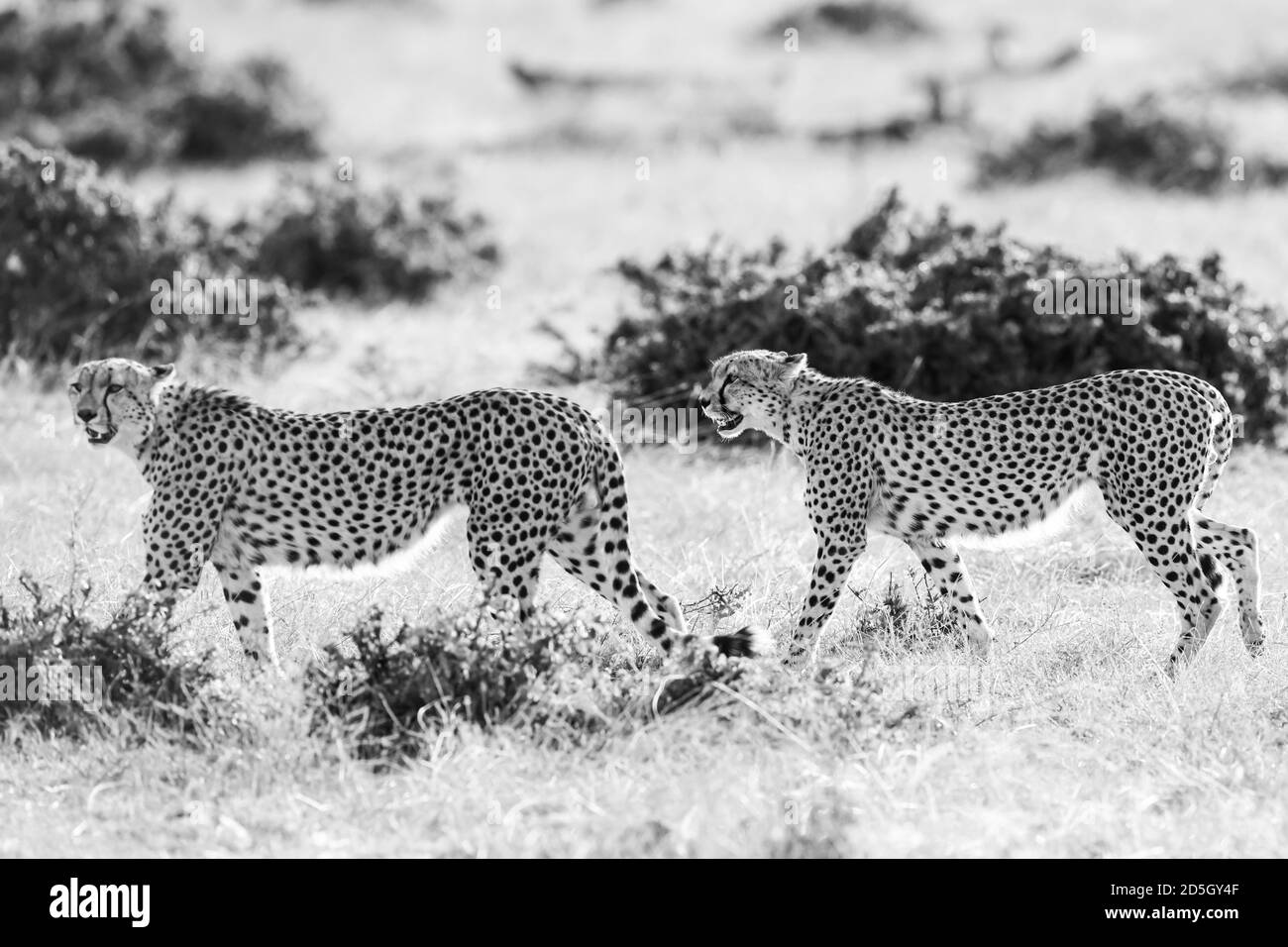 Cheetahs (Acinonyx jubatus) sur la promenade à Masai Mara, Kenya Banque D'Images