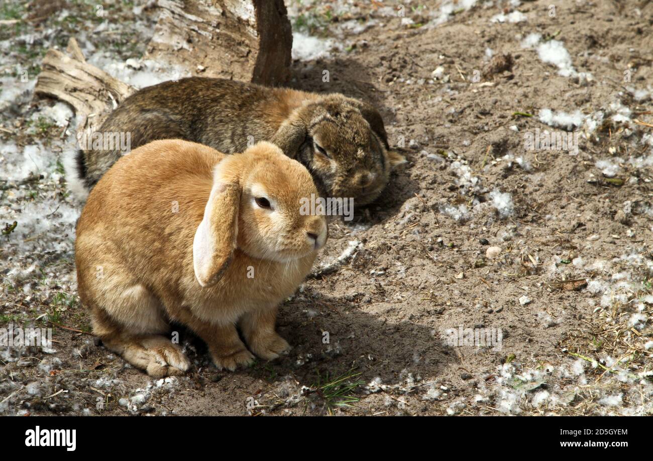 Lapin dans une vieille ferme en france Banque D'Images