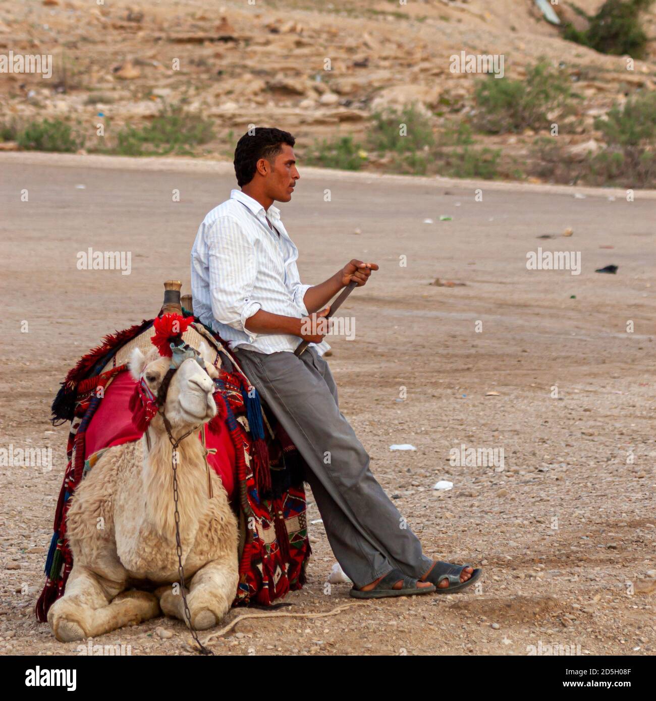 Petra, Jordanie 04/01/2010: Un guide touristique bédouin se penche sur son chameau en attendant les clients touristiques, tandis que l'animal est assis sur terre. Le Banque D'Images