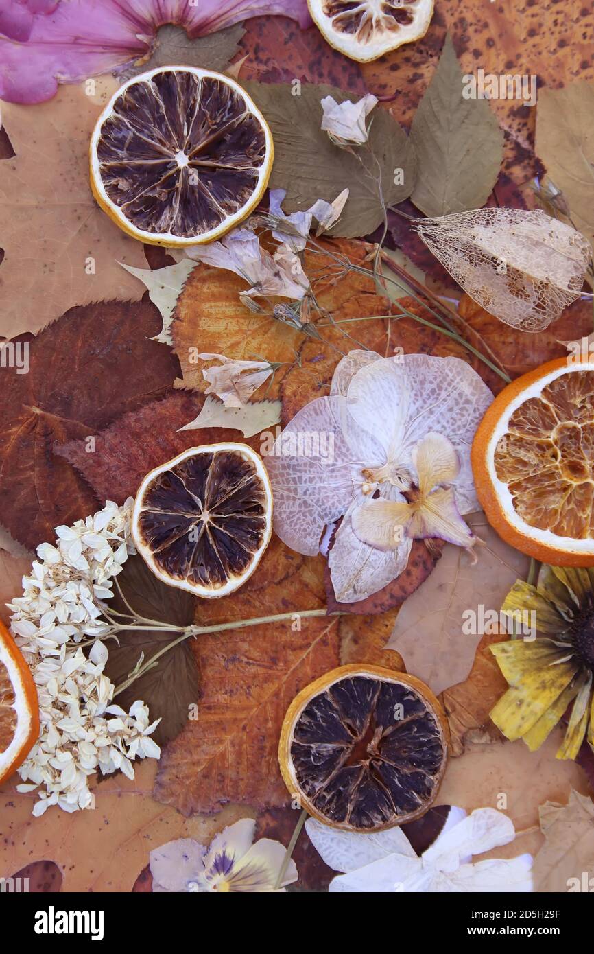 Arrière-plan vintage avec des feuilles et des fleurs sèches et des tranches de pamplemousse et d'orange séchées. Banque D'Images