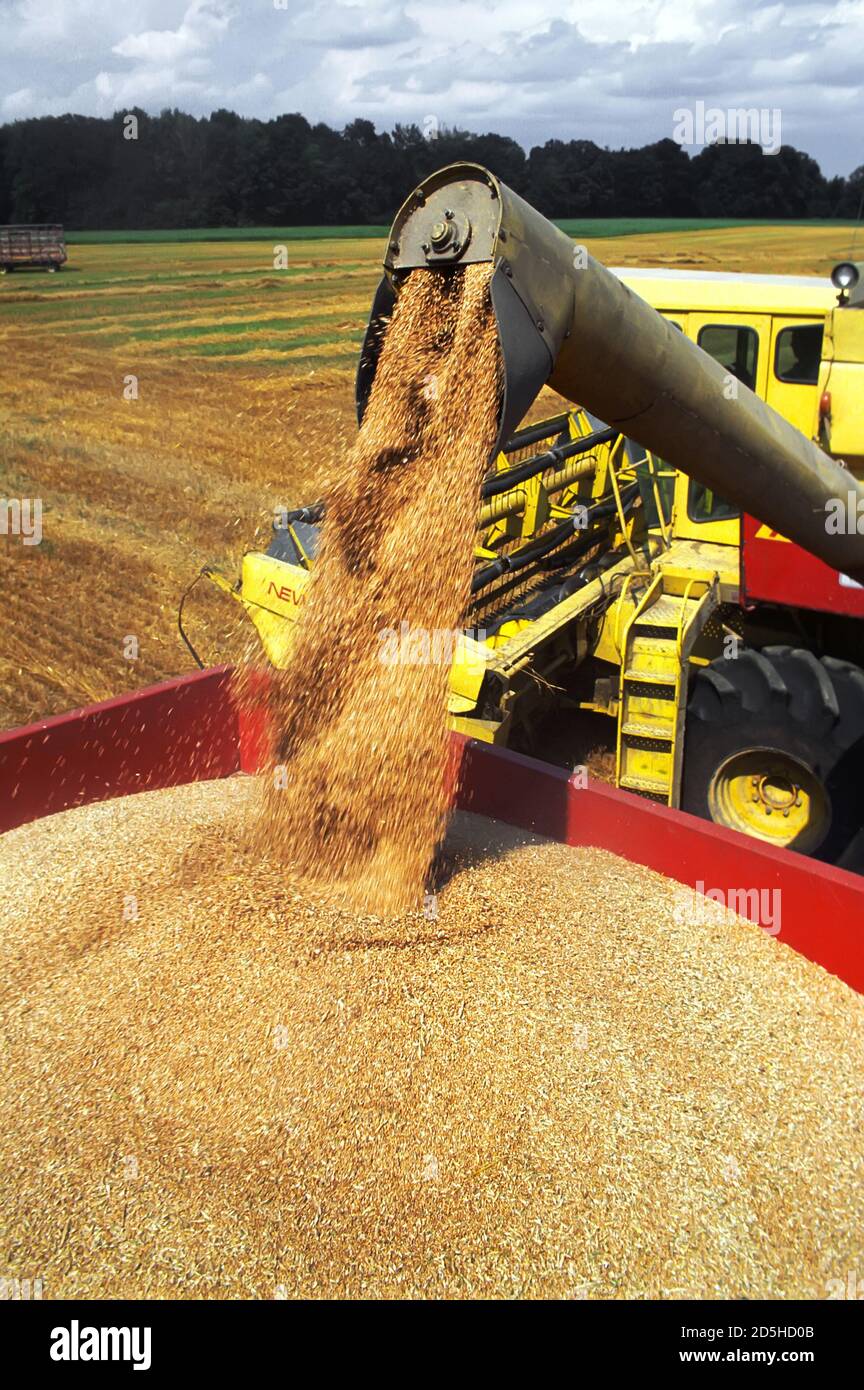 La récolte de blé de l'Indiana Banque D'Images