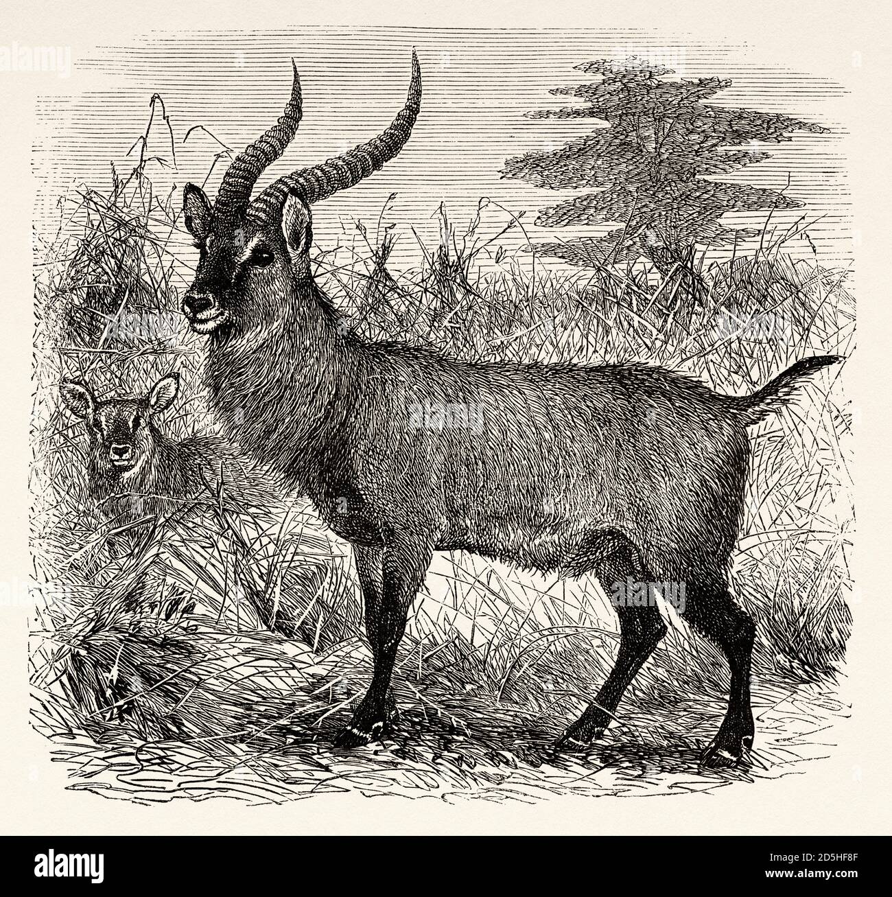 Waterbuck. Kobus ellipsiprymnus, Ouganda, Afrique. Vieux XIX siècle gravé du Tour du monde 1864 Banque D'Images