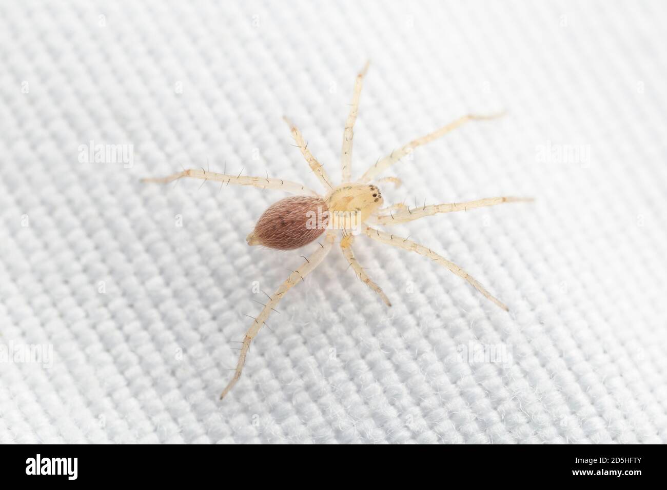 Spider Ghost (Anyphaenidae) Banque D'Images