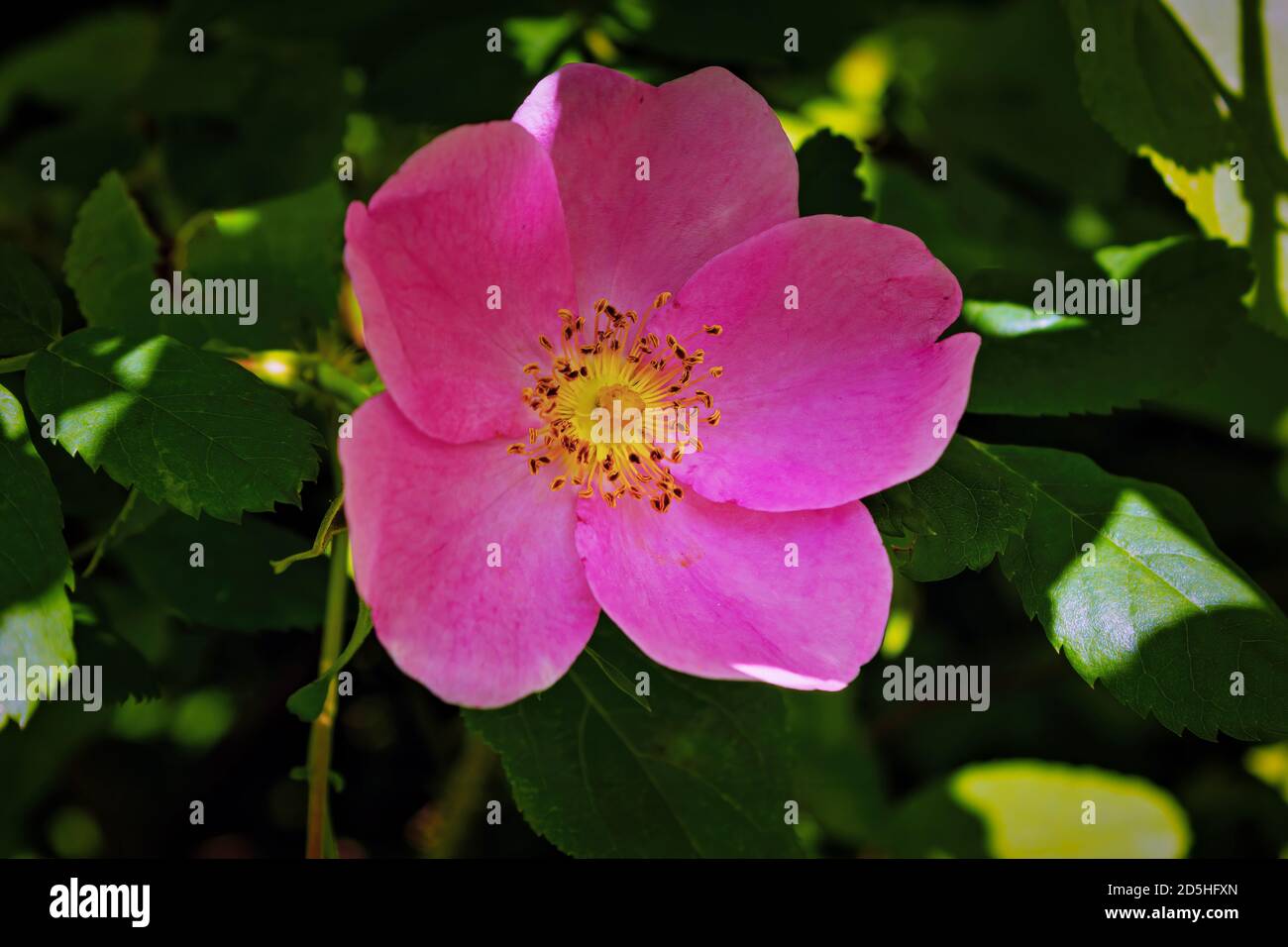 Fleur de rosehip en gros plan sur le fond de feuillage vert. Banque D'Images