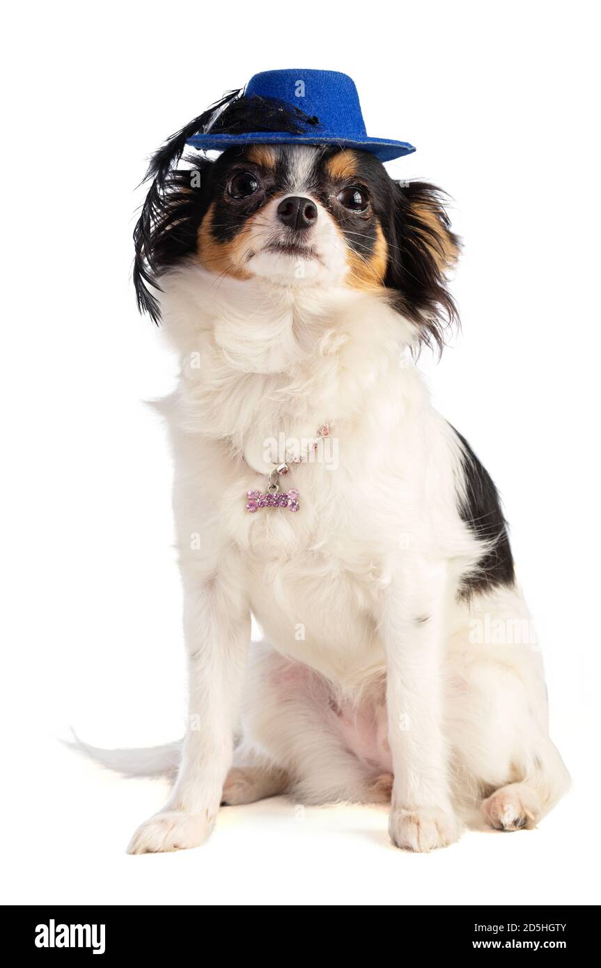 Chihuahua aux cheveux longs avec un chapeau bleu sur fond blanc Banque D'Images