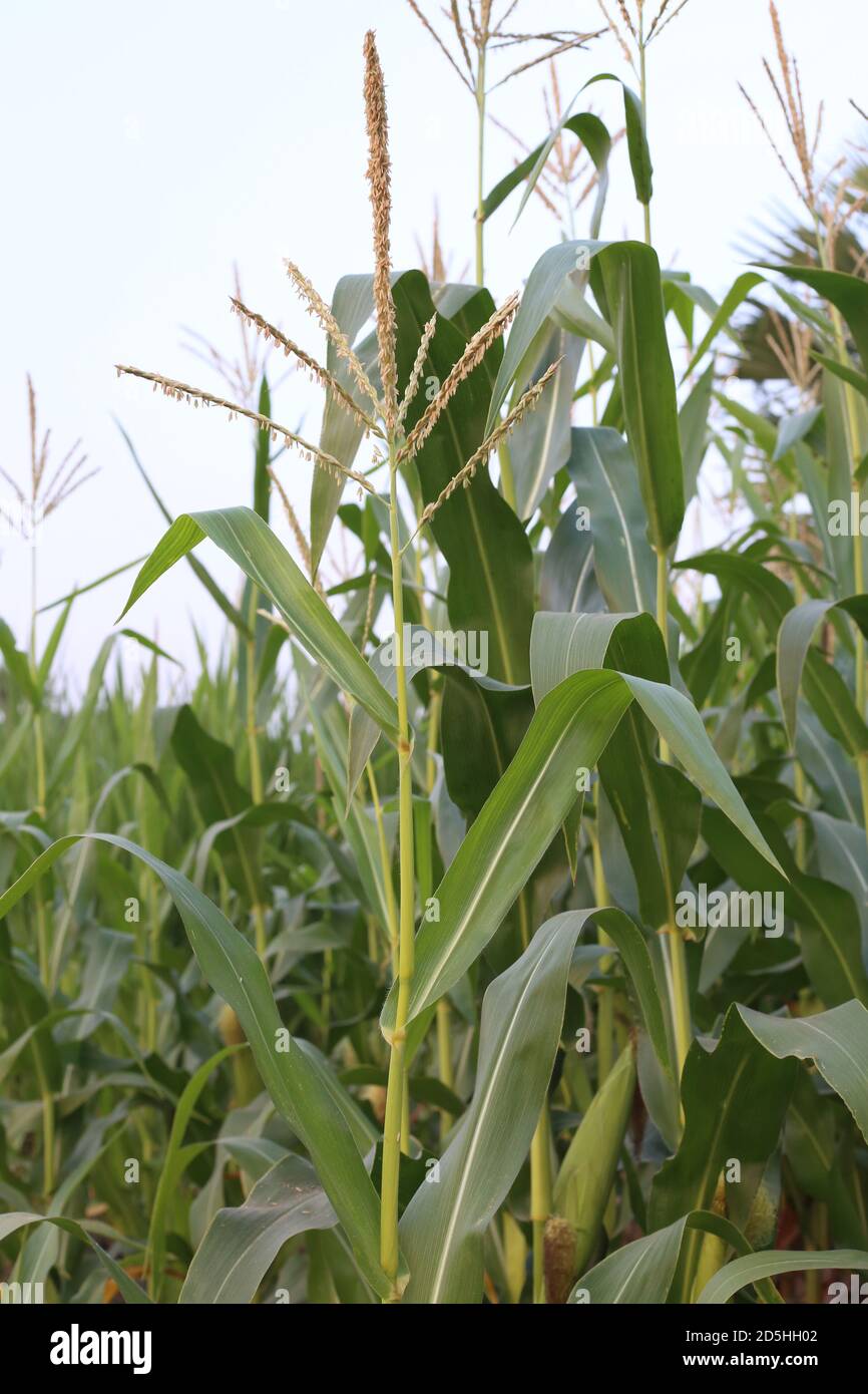 récolte de plantes cultivées en champ de maïs vert Banque D'Images