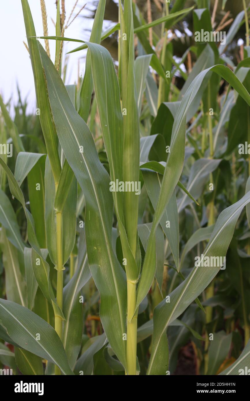 Jeunes plants de maïs vert poussant sur le terrain agricole Banque D'Images