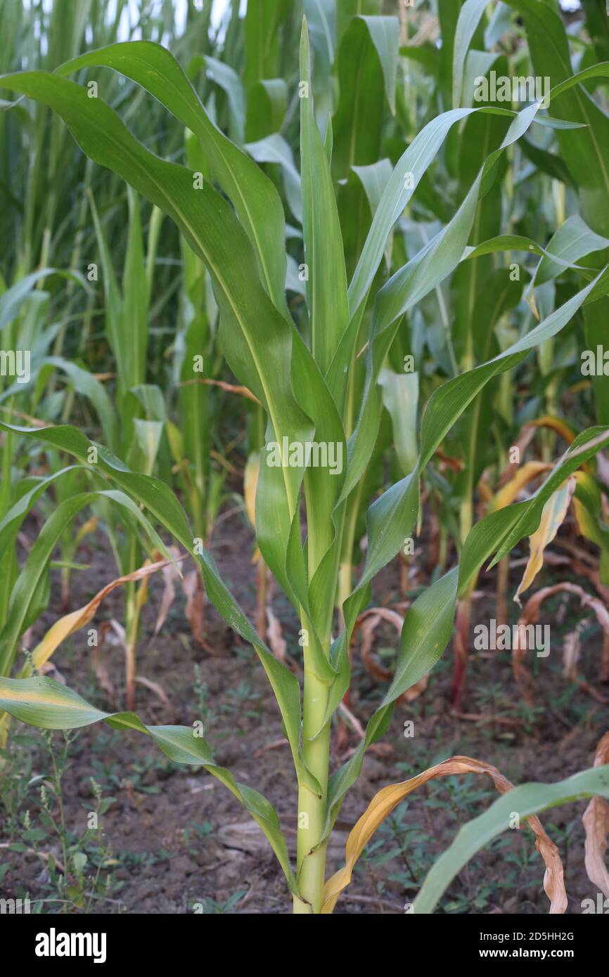Images de plantes à maïs vert Banque D'Images