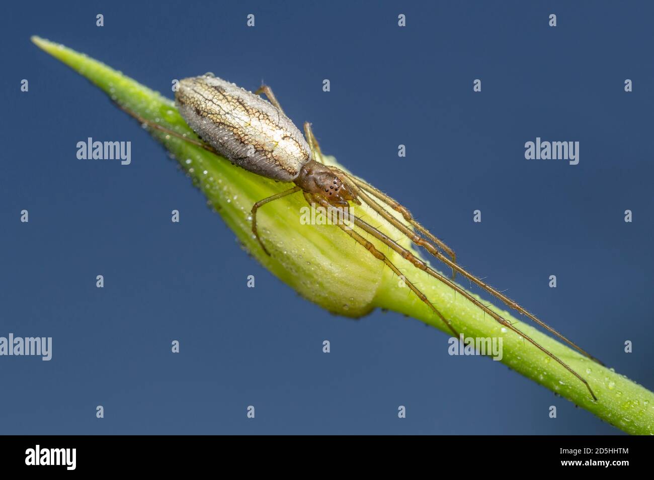 Orbweaver long-jawed (Tetragnatha sp.) Croisillon Banque D'Images