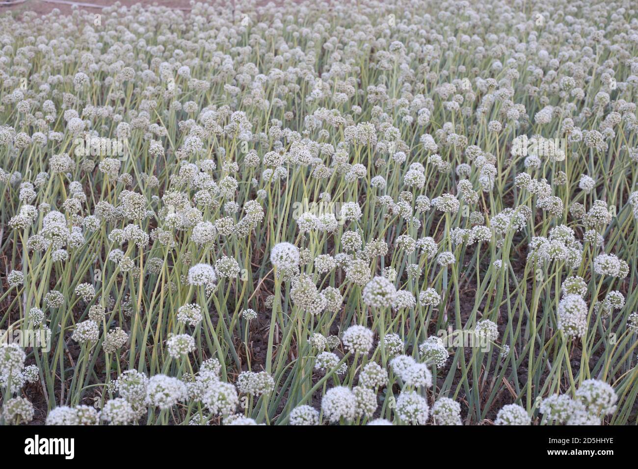 La vigueur des graines d'oignon par rapport à la croissance et au rendement des plantes Banque D'Images