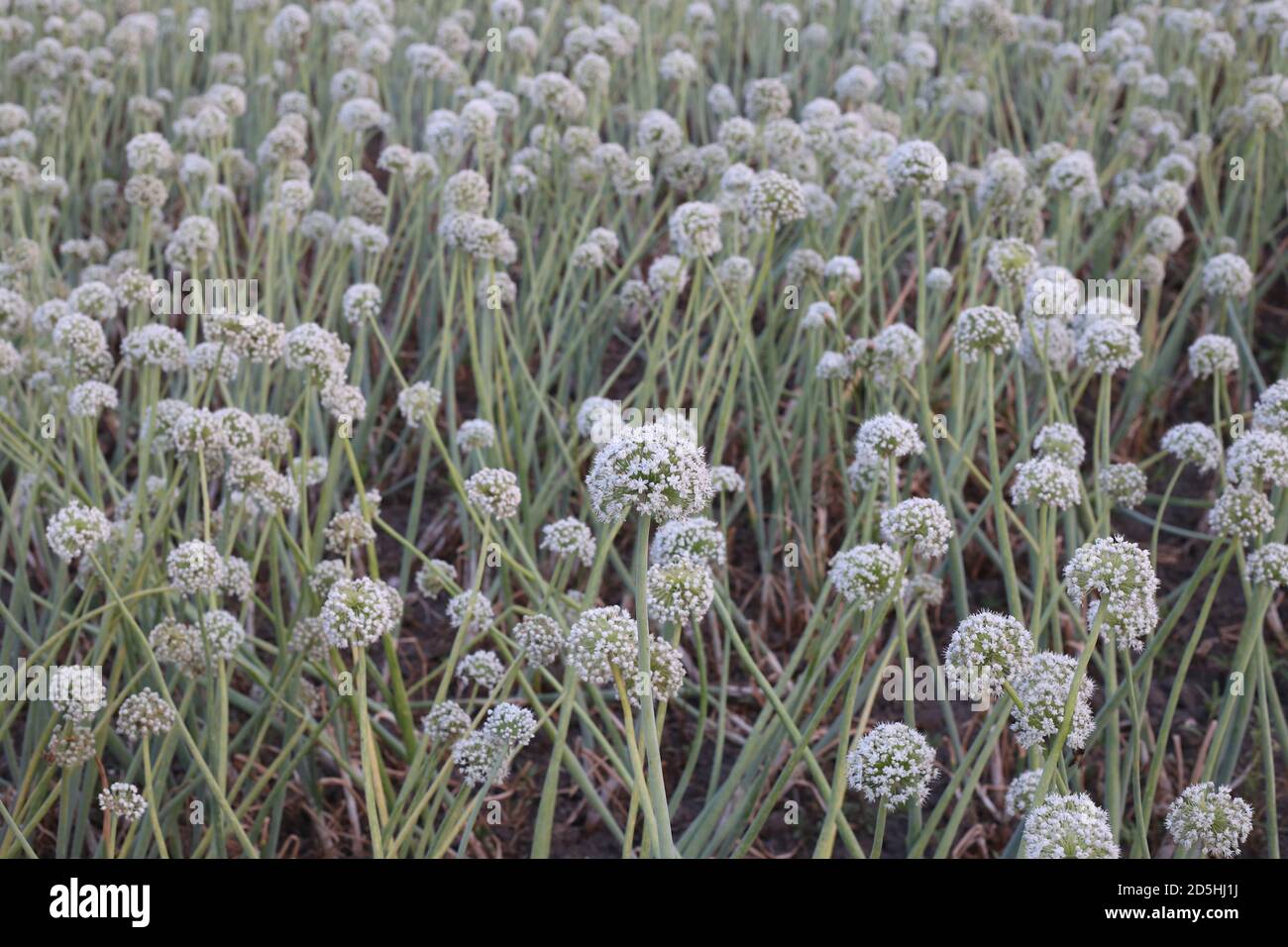 la production à domicile de graines d'oignon Banque D'Images