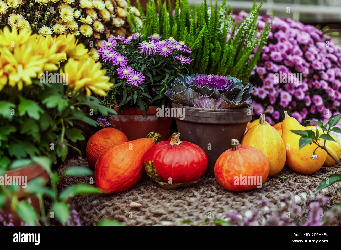 Plats, fleurs et citrouilles en pot sur le comptoir Banque D'Images