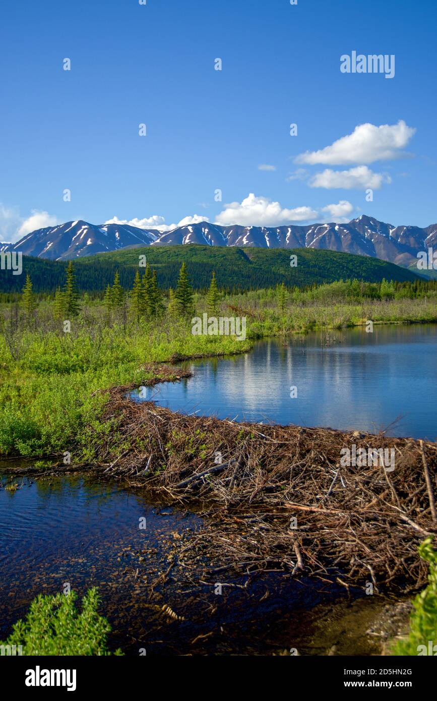 Vue sur la nature sauvage de l'Alaska : montagnes, rivière, barrage Beaver et réflexion dans un étang Banque D'Images