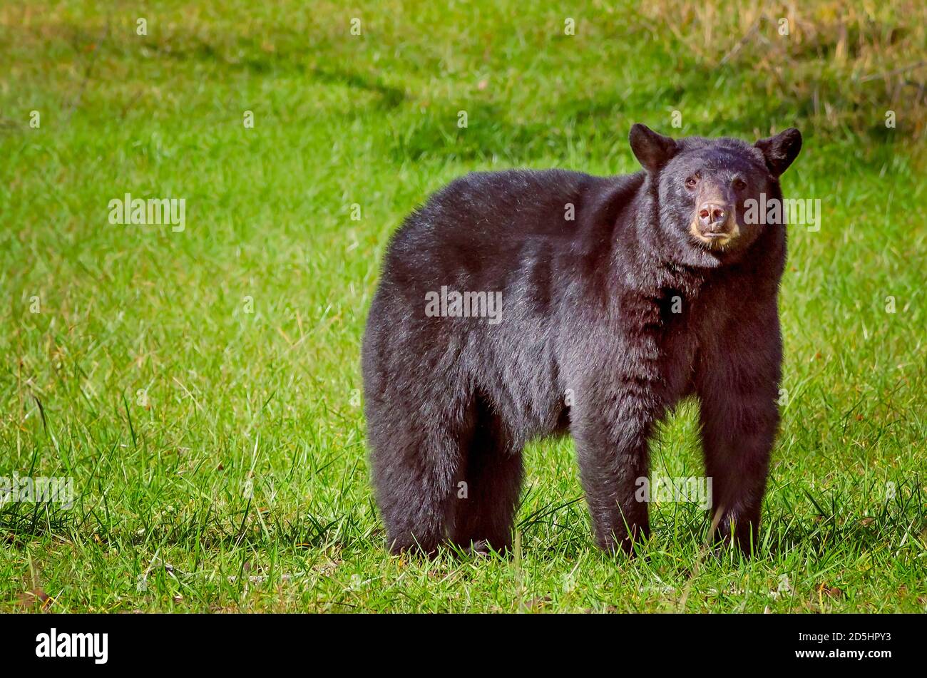 Une femelle ours noir se dresse à Cades Cove, dans le parc national des Great Smoky Mountains, dans le Tennessee. Banque D'Images