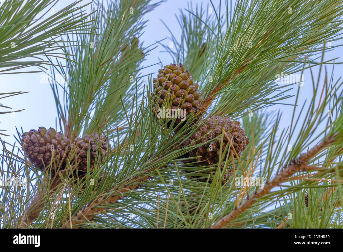 Branche en pin de pierre avec cônes en pin fermés. Le pin de pierre, nom botanique Pinus pinea, également connu sous le nom de pin de pierre italien, pin parapluie et parasol Banque D'Images