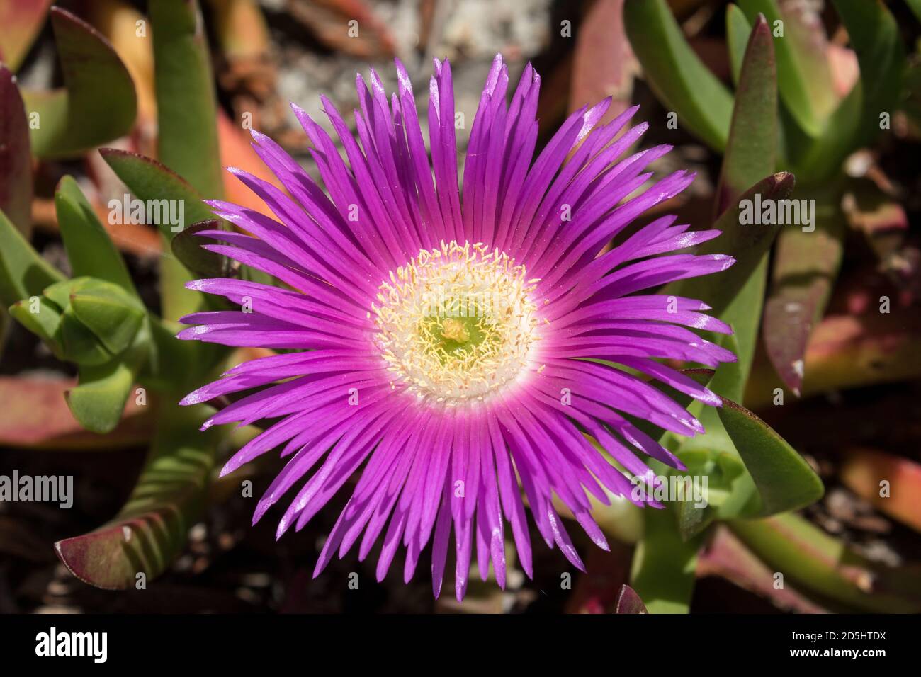 Plante de visage de porc en fleur Banque D'Images