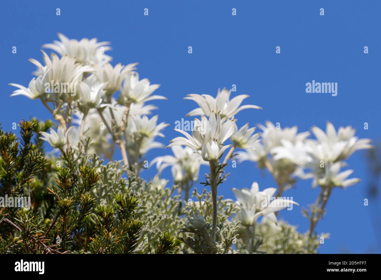 Flanelle plante de fleur en fleur Banque D'Images