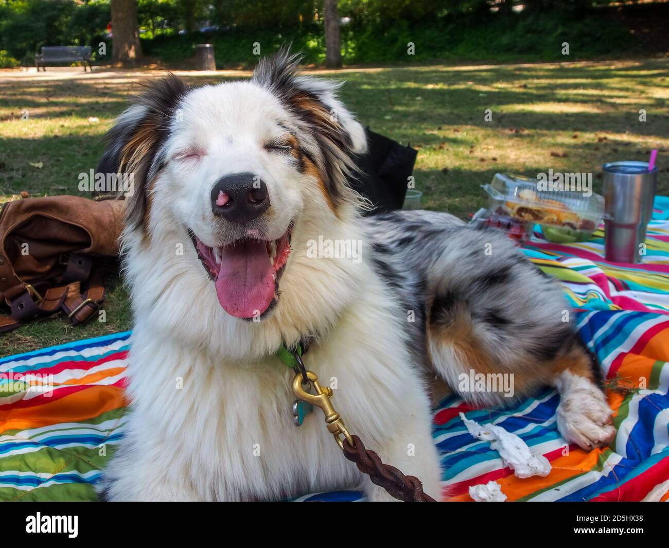 Chien de berger australien avec un grand sourire sur un couverture dans le  parc Photo Stock - Alamy