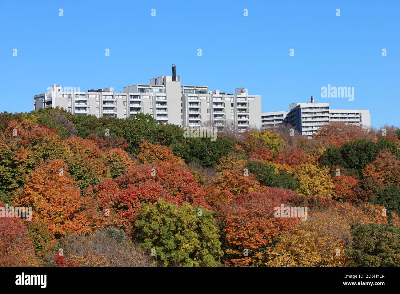 Grands immeubles d'appartements entourés d'arbres aux couleurs de l'automne Banque D'Images