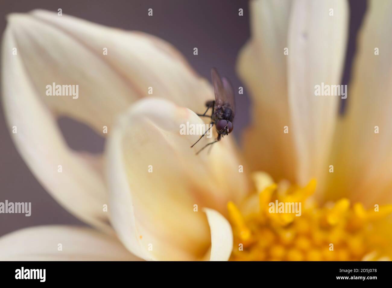 Une mouche sur les fleurs de Dahlia jaune dans le jardin. Banque D'Images