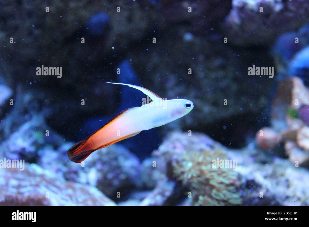 Feu rouge Goby Fish - Nemateleotris magnifica Banque D'Images