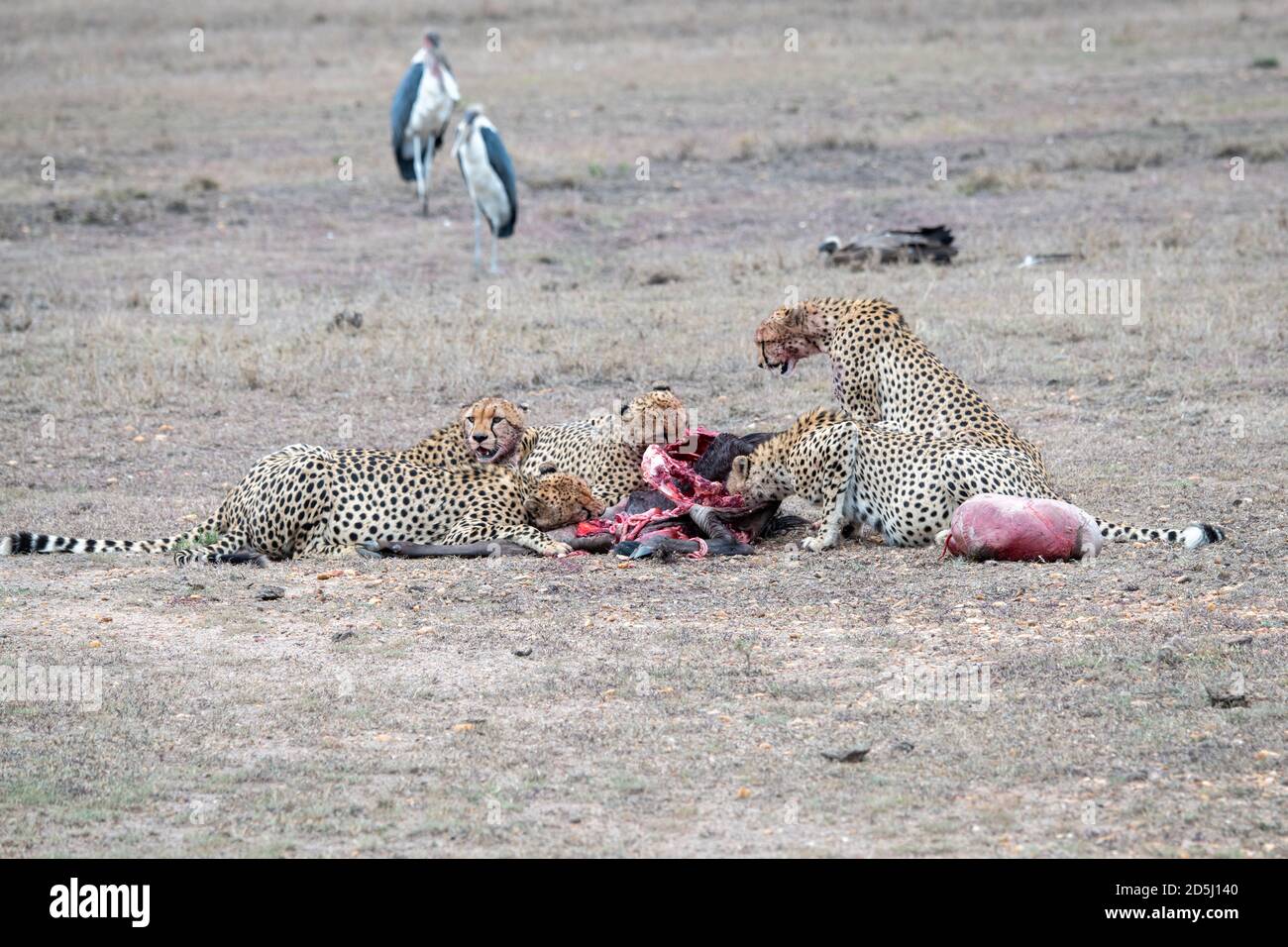 Les cheetahs (Acinonyx jubatus) s'enorgent sur une mort récente au Kenya Banque D'Images