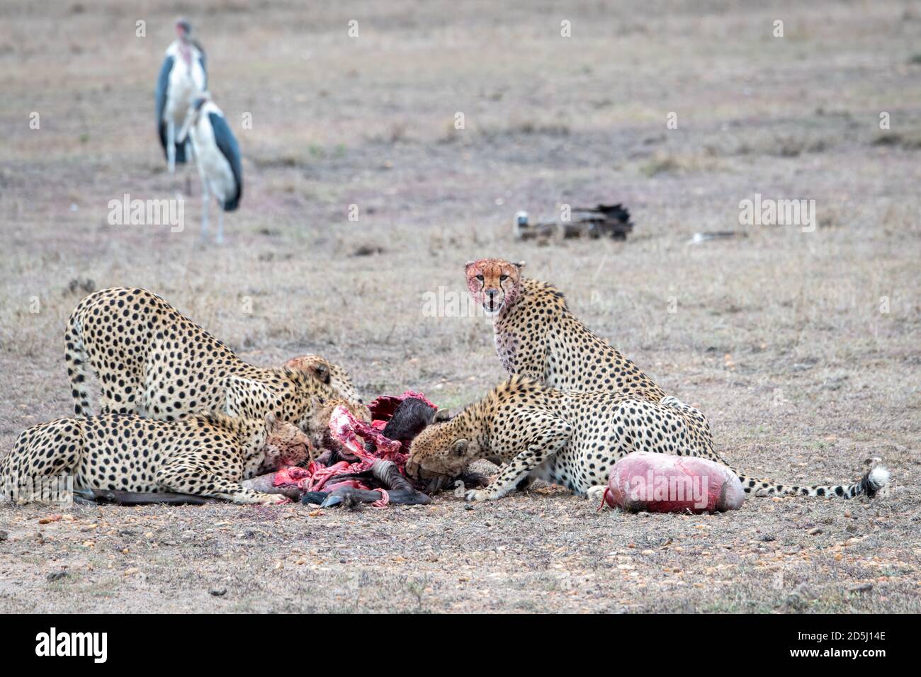 Les cheetahs (Acinonyx jubatus) s'enorgent sur une mort récente au Kenya Banque D'Images