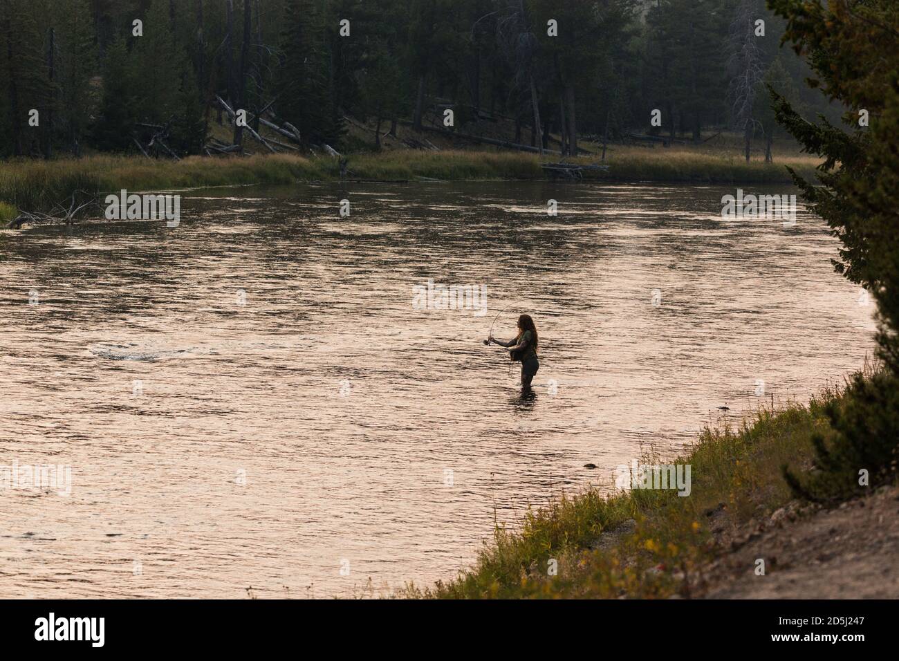 Une femme pêche à la mouche sur la rivière Madison, dans le parc national de Yellowstone, dans le Wyoming. Banque D'Images