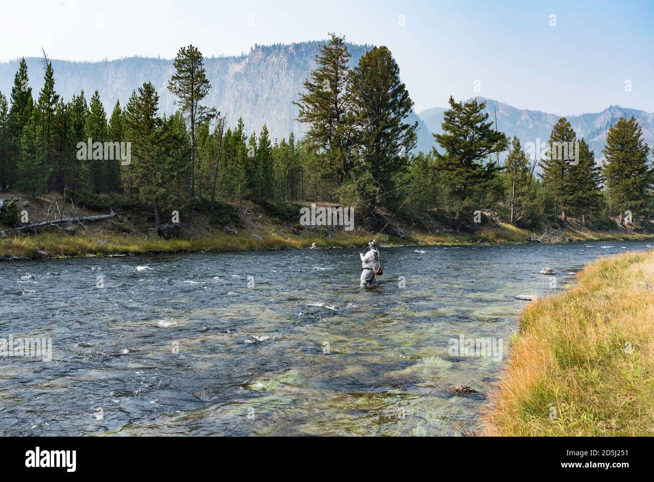 Un pêcheur de mouche sur la rivière Madison dans le parc national de Yellowstone, Wyoming. Banque D'Images