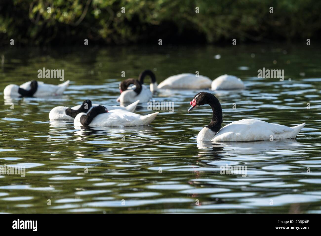 Le Cygnus melancoryphus, cygne à col noir, est la plus grande sauvagine indigène de l'Amérique du Sud. Photographié sur le Lago Argentino, dont une partie se trouve à Los Banque D'Images