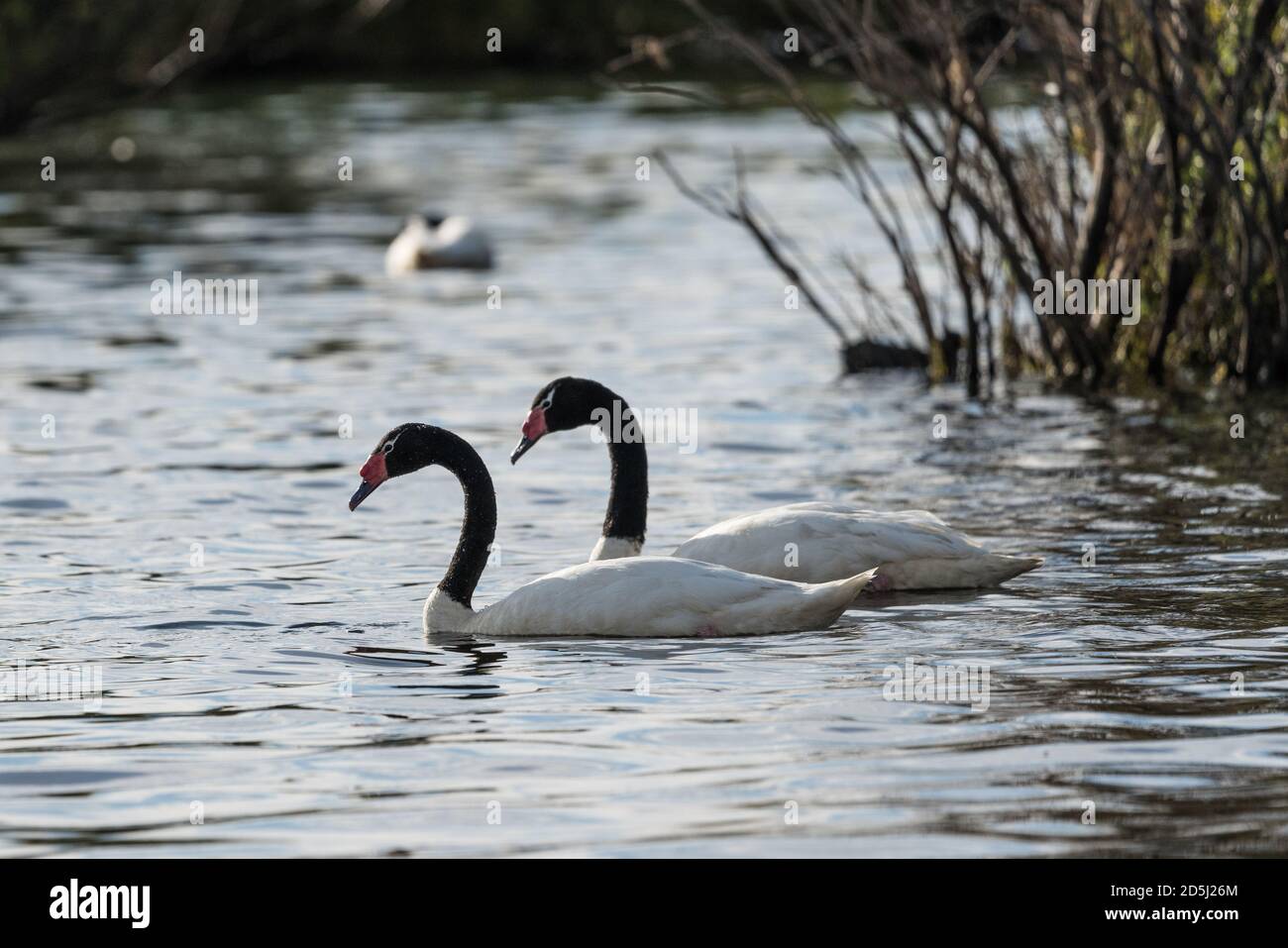 Le Cygnus melancoryphus, cygne à col noir, est la plus grande sauvagine indigène de l'Amérique du Sud. Photographié sur le Lago Argentino, dont une partie se trouve à Los Banque D'Images