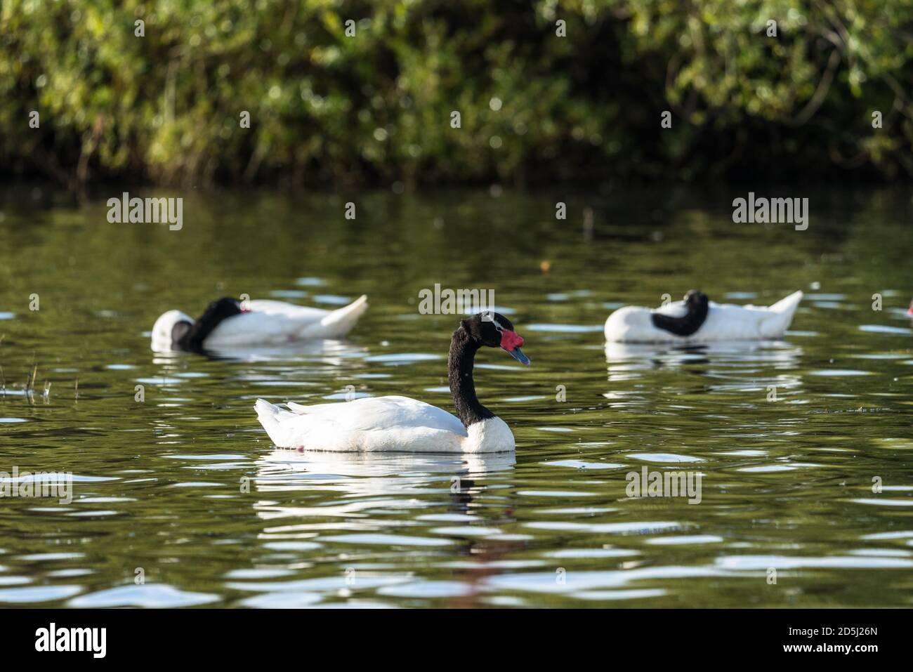Le Cygnus melancoryphus, cygne à col noir, est la plus grande sauvagine indigène de l'Amérique du Sud. Photographié sur le Lago Argentino, dont une partie se trouve à Los Banque D'Images