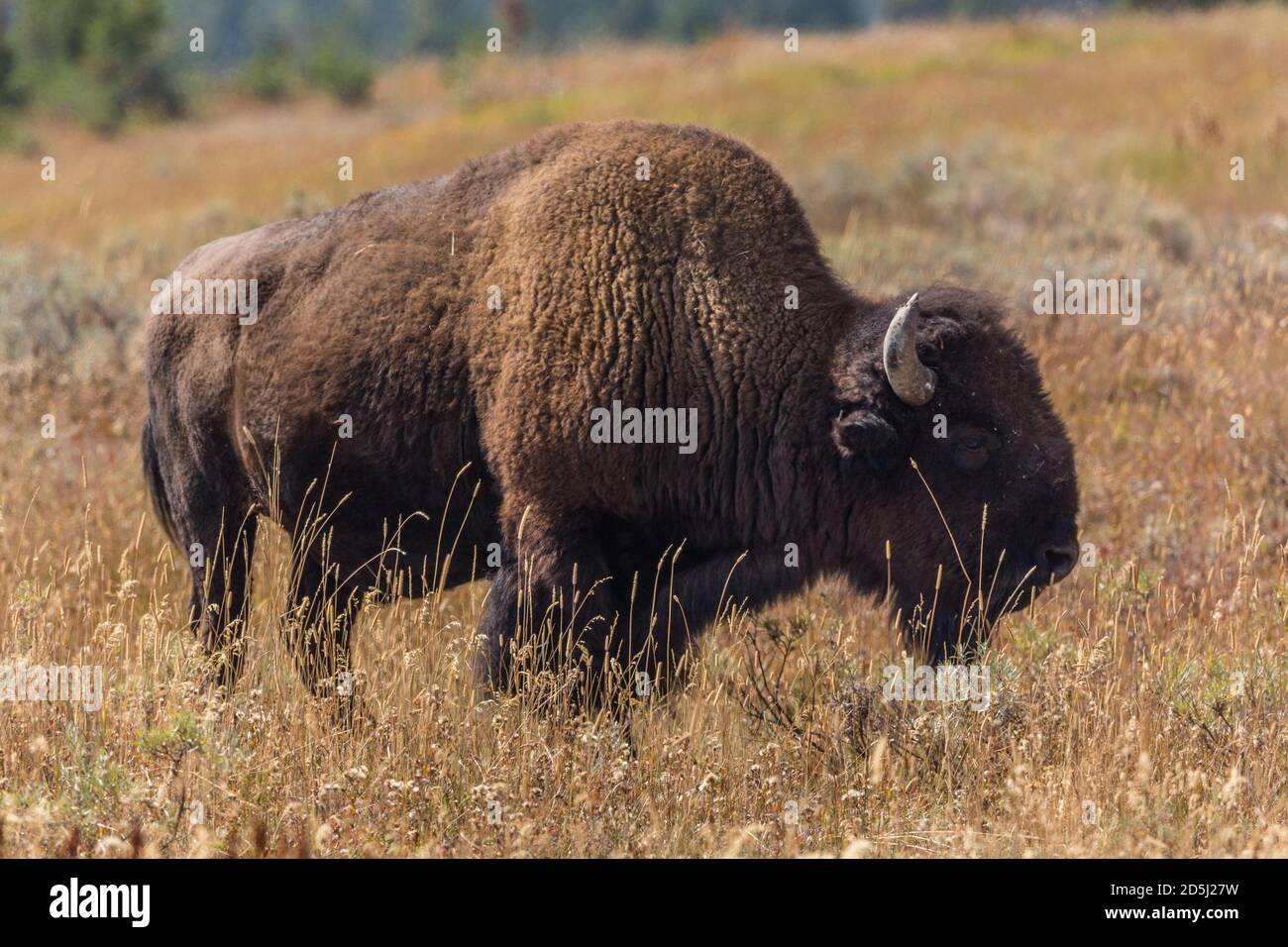 Une bison américaine dans le parc national de Yellowstone, Wyoming, États-Unis. Banque D'Images