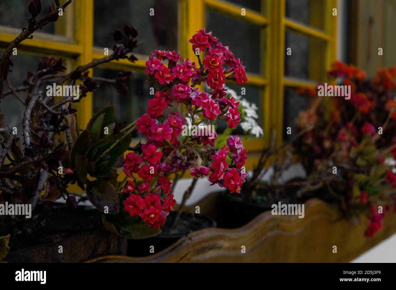 Un groupe de fleurs roses colorées de Kalanchoe (un genre de plantes à fleurs tropicales succulentes de la famille des Crassulacées) cultivées sur un lit de fleurs. Banque D'Images